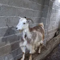 بز جوان ۱ ساله حدود ۴۰ کیلویی گوسفند|حیوانات مزرعه|رشت, بازار|دیوار