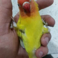 پرنده طوطی برزیلی دستی درجه یک|پرنده|اهواز, کوی رمضان|دیوار