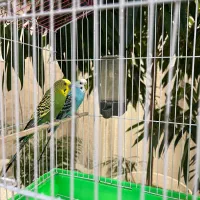 مرغ عشق سالم همراه با قفس|پرنده|آستارا, |دیوار