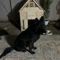 سگ ژرمن بلک|سگ|قم, شهرک قدس|دیوار