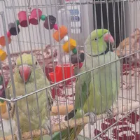 شاه طوطی و طوطی ملنگو|پرنده|میناب, |دیوار