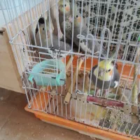 عروس هلندی