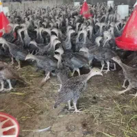 فروش بوقلمون برنز سینه پهن آمریکایی 3ماهه و 40روزه