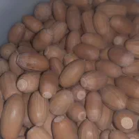 بلوط|خوردنی و آشامیدنی|محمدشهر, کوی بهار|دیوار