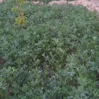 یونجه