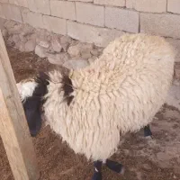 بره نر|حیوانات مزرعه|گزیک, |دیوار