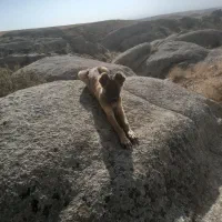 توله سگ سرابی