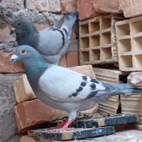 کبوتر