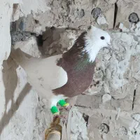 کفتر یا کبوتر