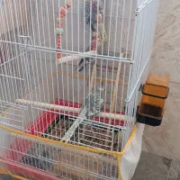 عروس هلندی گم شده