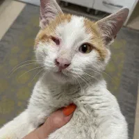 واگذاری رایگان|گربه|تهران, فلسطین (میدان انقلاب)|دیوار