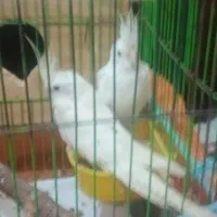 عروس هلندی|پرنده|رشت, حومه رشت|دیوار