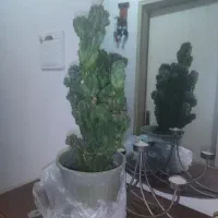 کاکتوس صخره ای