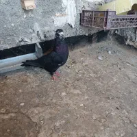 پرنده