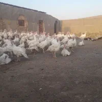 بوقلمون گوشتی  بیوتی شیش 100 روزه|حیوانات مزرعه|سبزوار, ابارش|دیوار