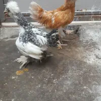 مرغ و خروس لهستانی .سلطان.گلین