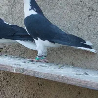 سه تا ماده عروسک|پرنده|قزوین, |دیوار