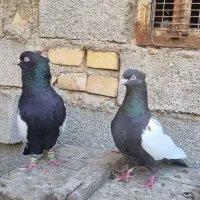 سینه سیاه|پرنده|کارون, |دیوار