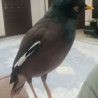 مرغ مینا سرحال وشیطون