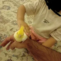 معاوضه عروس هلندی سهره قناری