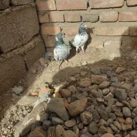 فروش یک جفت نر ماده پاکستانی