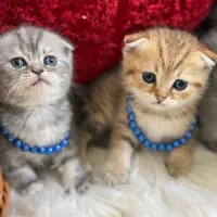 گربه بریتیش اسکاتیش اصیل|گربه|گرگان, |دیوار