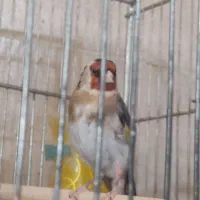 سهره متولد قفس بخون گل قفل|پرنده|قم, پردیسان|دیوار