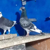 کفترابلغ المانی وزاغ ابادانی