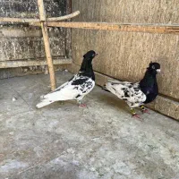 کبوتر کفتر رنگی آلمانی شهرستانی مسافتی پلاکی سرور|پرنده|تهران, تختی|دیوار