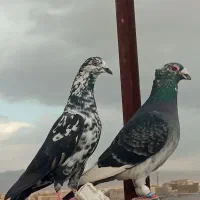 کفتر