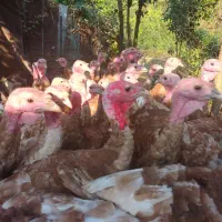 فروش بوقلمون،مرغ و خروس