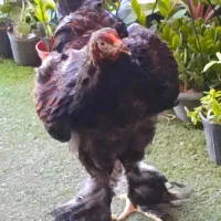 مرغ نژاد دار