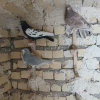 کبوتر بهبهانی بزن|پرنده|شیراز, کرونی(خاتونک)|دیوار