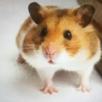 همستر  نژاد سوری