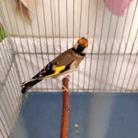 سهره نشان دار انتیک