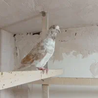 دوجفت حیوون خوب سرحال بدون ایراد فروشی