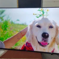 ال ای دی 50 اینچ دوو|تلویزیون و پروژکتور|گنبد کاووس, |دیوار