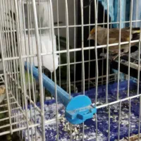 قناری و سهره قناری|پرنده|محمدشهر, سیدآباد|دیوار