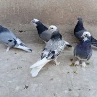 جوجه کبوتر پرشی