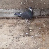 کفتر گرفتنی