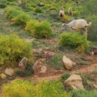 فروش 100عددبره ترکی نرو ماده