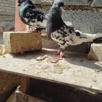 کله سیاه نر