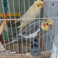 عروس هلندی|پرنده|گلستان (تهران), |دیوار