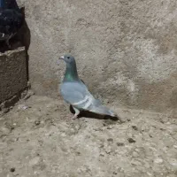 پلاکی رگ سفید|پرنده|برازجان, |دیوار