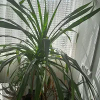 گل پاندانوس بزرگ