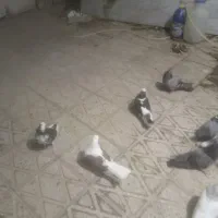 کفتر ناسخت ومال ملایر هستند