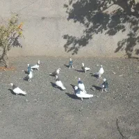 کبوتر نر پرشی