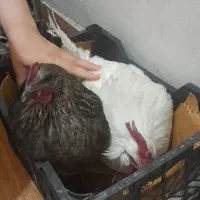 مرغ و خروس سرحال