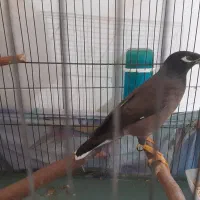 مرغ مینا|پرنده|تهران, راه آهن|دیوار