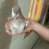 فروش کبوتر|پرنده|لاهیجان, کوی آزادگان|دیوار